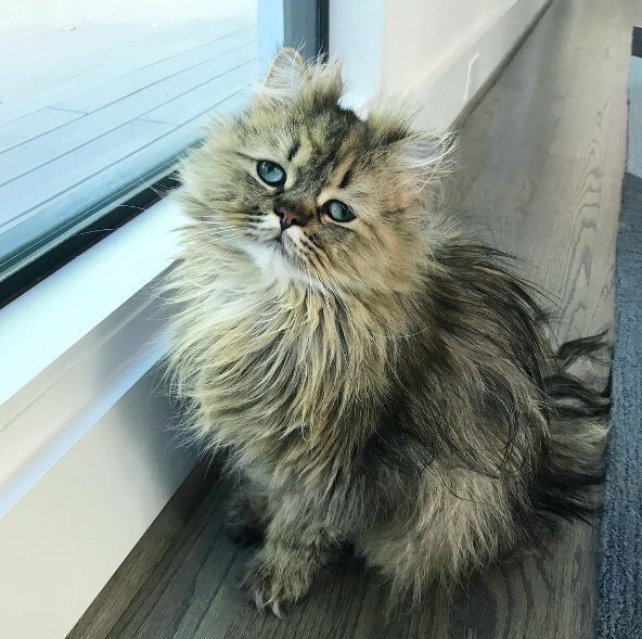 Котик понедельник