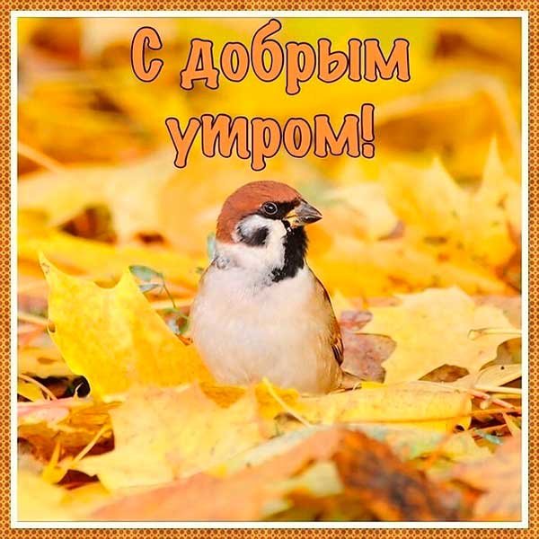 С добрым осенним утром воскресенья