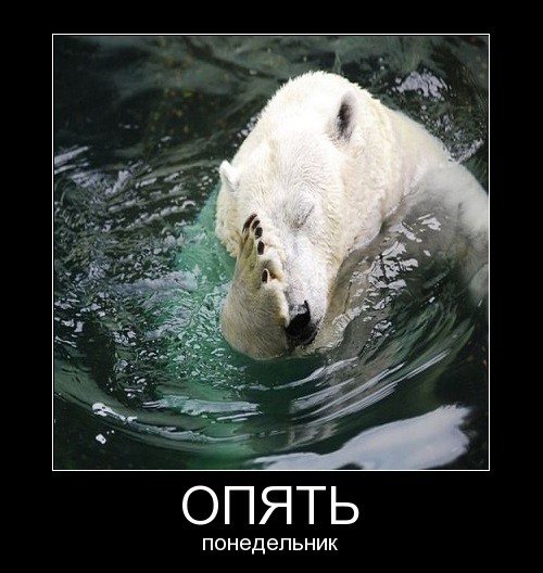 Котик понедельник