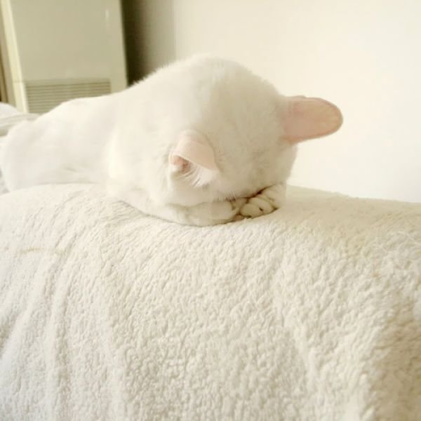 Обиженный белый кот