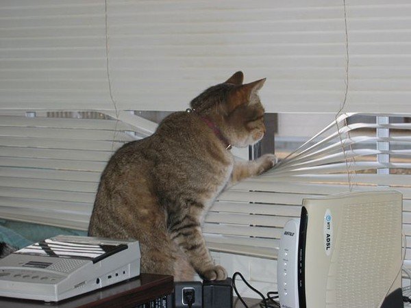 Кот на работе смешные