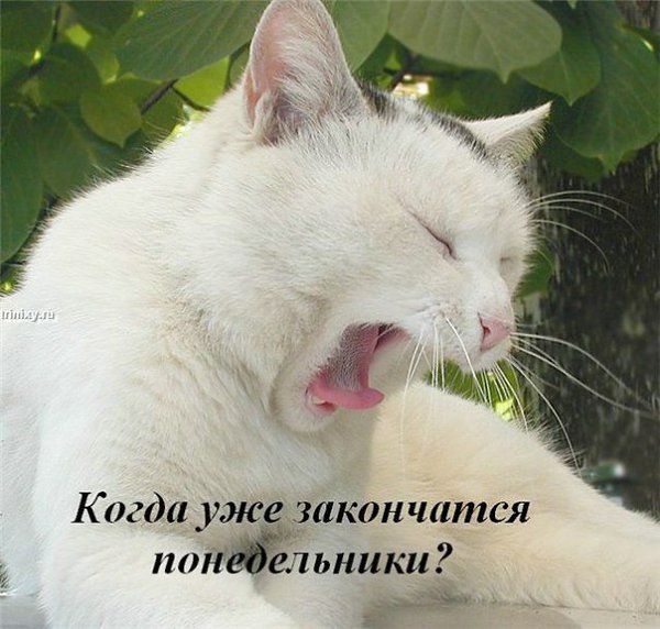 Вечер понедельника