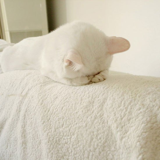 Смущенный котик