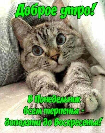 Доброе утро понедельника с котиками