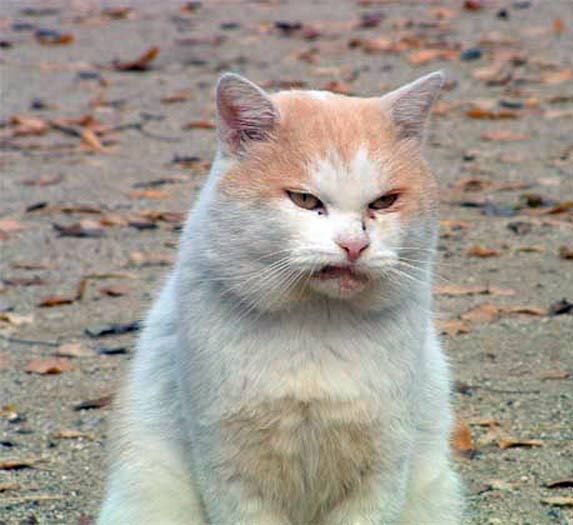 Кот опять понедельник