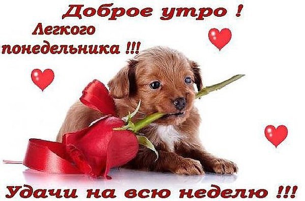 Доброе утро! Лёгкого понедкльника