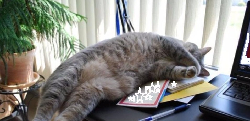 Утром на работе видео. Кот на работе. С первым рабочим днем. Кот устал. Котик заработался.