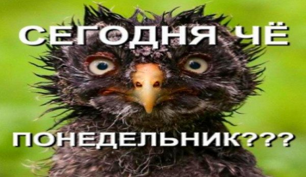 Сегодня понедельник
