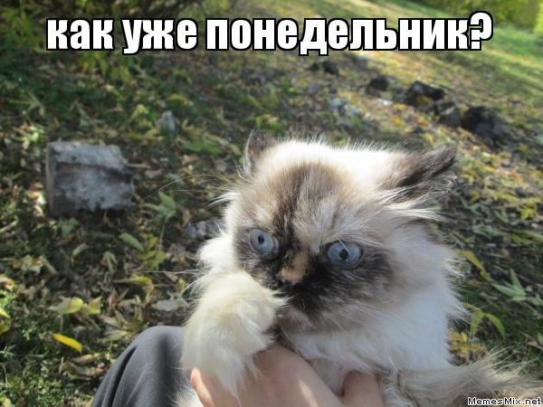 Завтра понедельник приколы