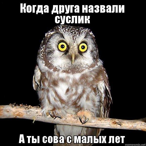 Мем Совы первокурсники