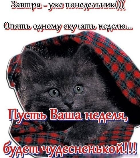 Спокойной ночи завтра понедельник