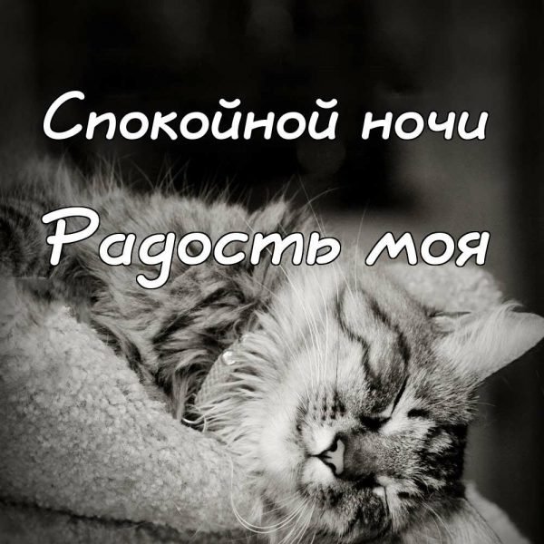 Спокойной ночи мой родной