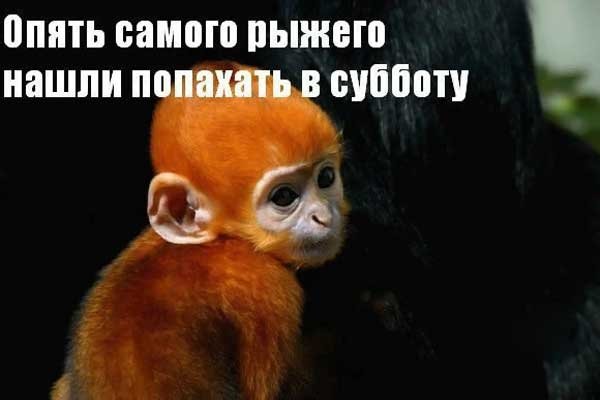 Приколы РРО рпбочюк субботу
