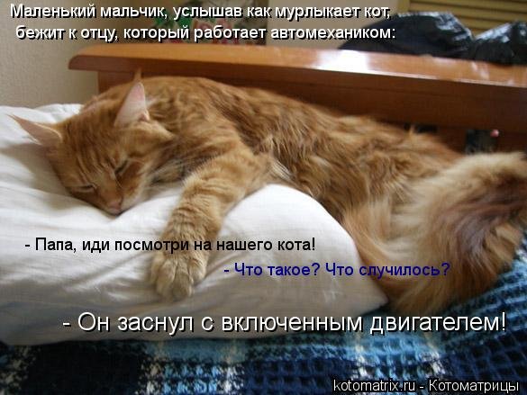 Субботнее утро котики