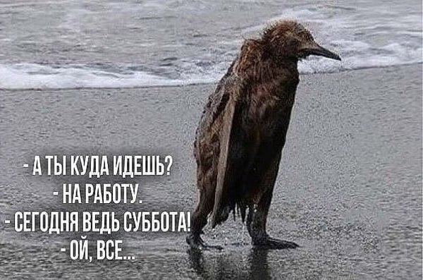 Работа в субботу прикол