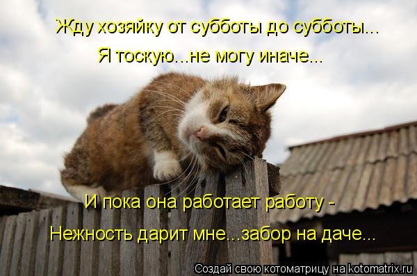 Кот скучает по хозяйке