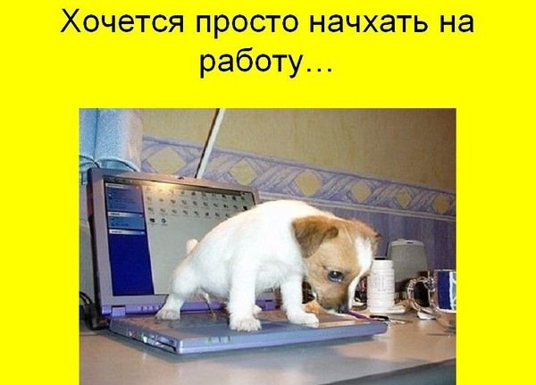 Работа дома в субботу в прикольных картинках