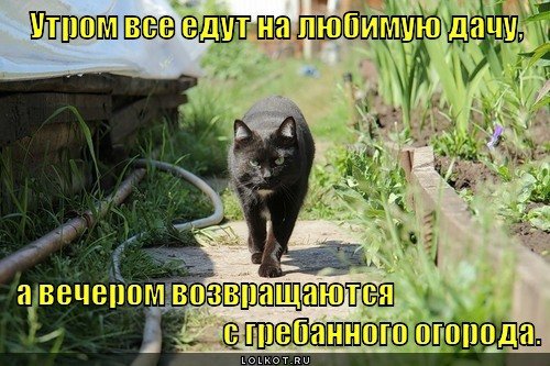 Смешные коты с надписями на даче