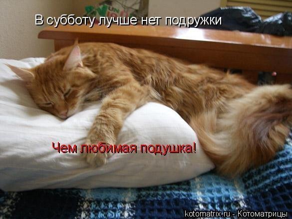 Животные приколы