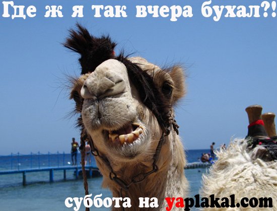 Бухнем в субботу