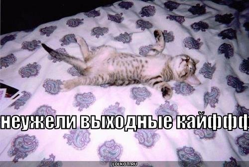 Выходные смешной кот
