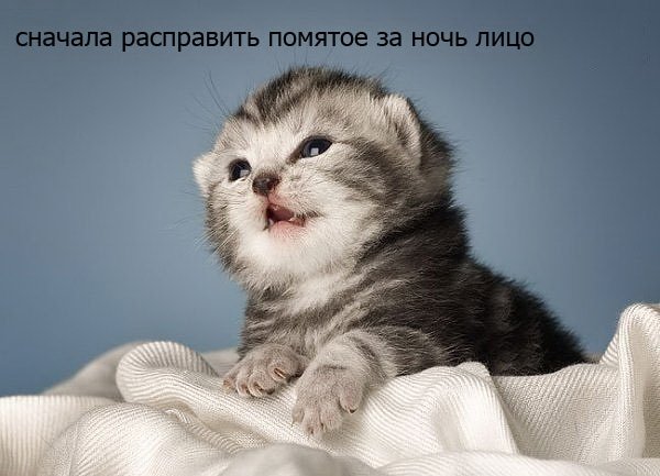 Завтра пятница кот