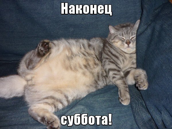 Суббота котики