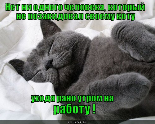 Доброе субботнее утро котики