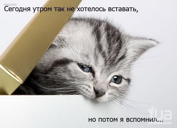 Доброе утро пятница котики