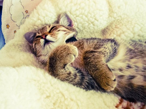 Субботнее утро котики