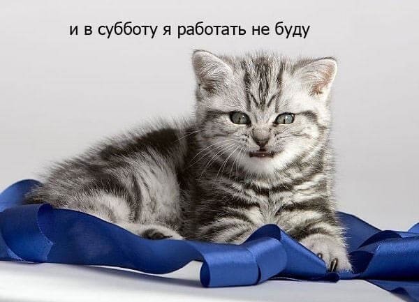Кот в субботу