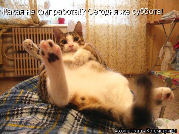 Суббота котики смешные