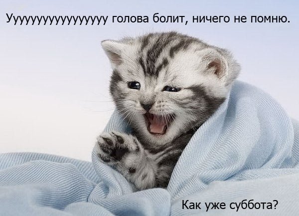 Суббота котики смешные