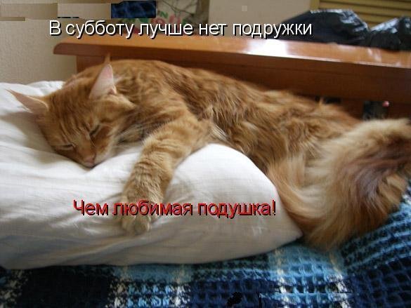 Хорошей субботы кот
