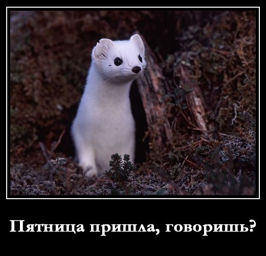 Пятница демотиваторы