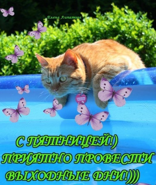 Доброе утро пятницы цветы