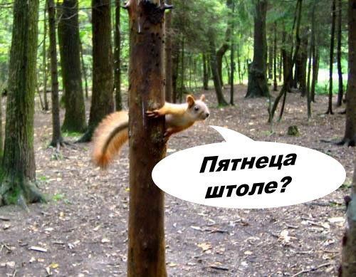 С пятницей картинки смешные приколы