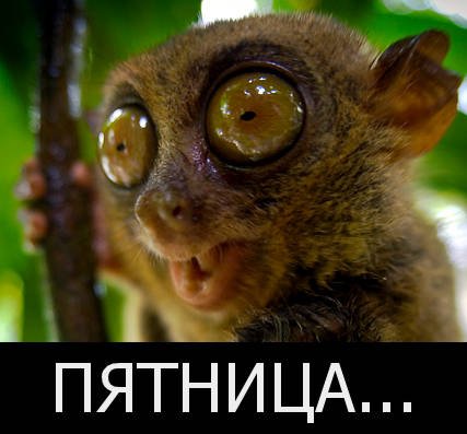 Лемур пятницо