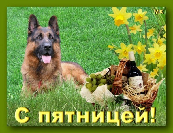 Немецкие овчарки с добрым утром