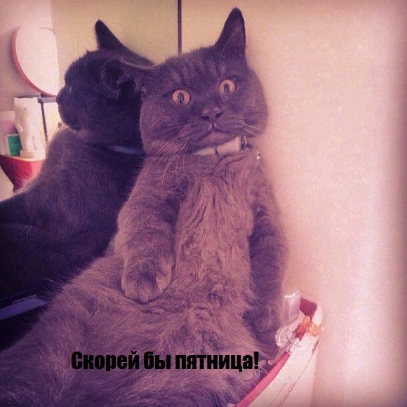 Ура белка Мем