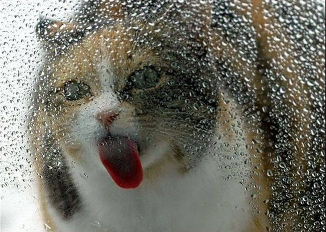 Кот за стеклом