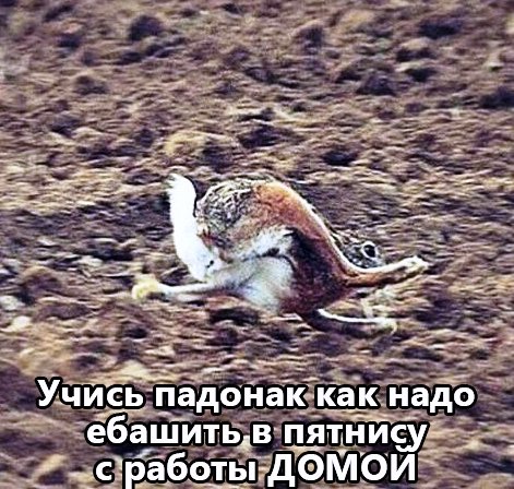 С работы домой приколы