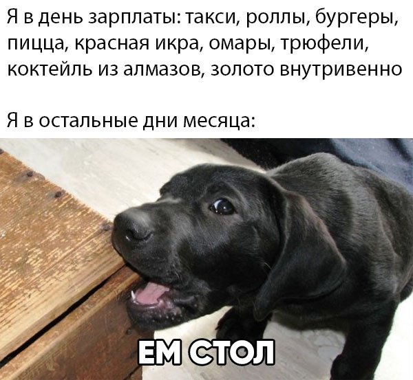 День зарплаты прикол