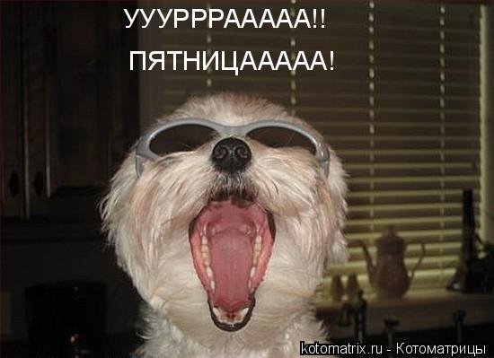 Ура пятница собаки