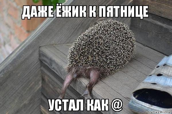 Ежик пятница