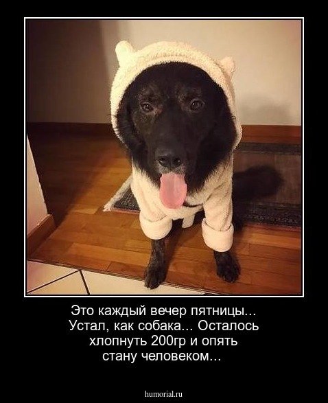 Устал как собака