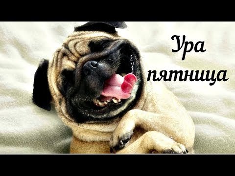 Открытка Мопс с пятницей