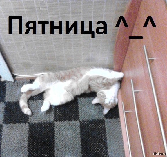 Кот пятница