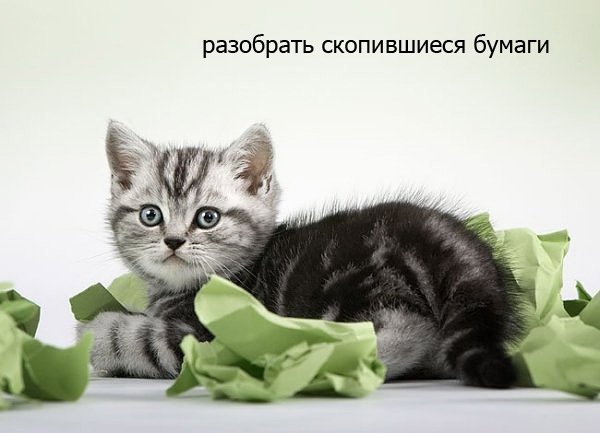Котики доброй пятницы