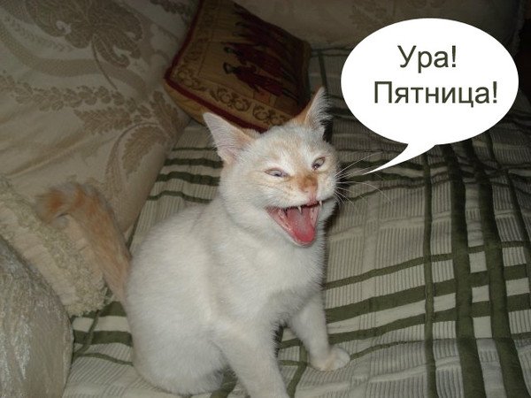 Кот пятница прикол